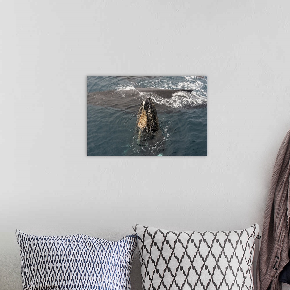 A bohemian room featuring Humpback whale (Megaptera novaeangliae), South Sandwich Islands, Antarctica, Polar Regions