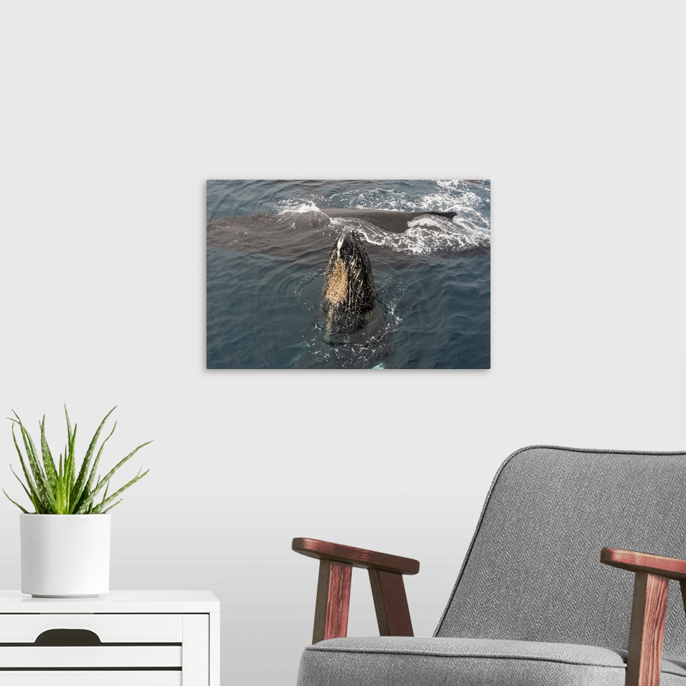 A modern room featuring Humpback whale (Megaptera novaeangliae), South Sandwich Islands, Antarctica, Polar Regions