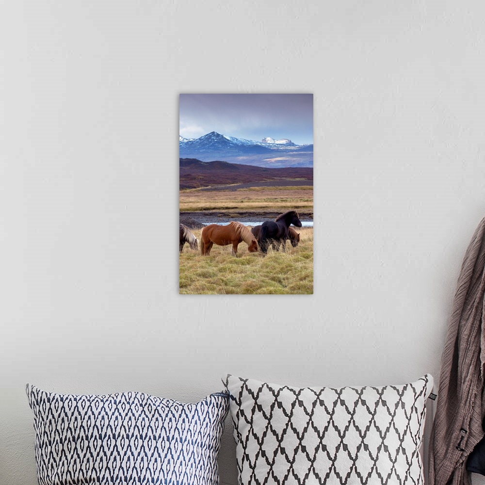 A bohemian room featuring Icelandic horses, peaks of Ljosufjoll behind, Snaefellsnes Peninsula, Iceland