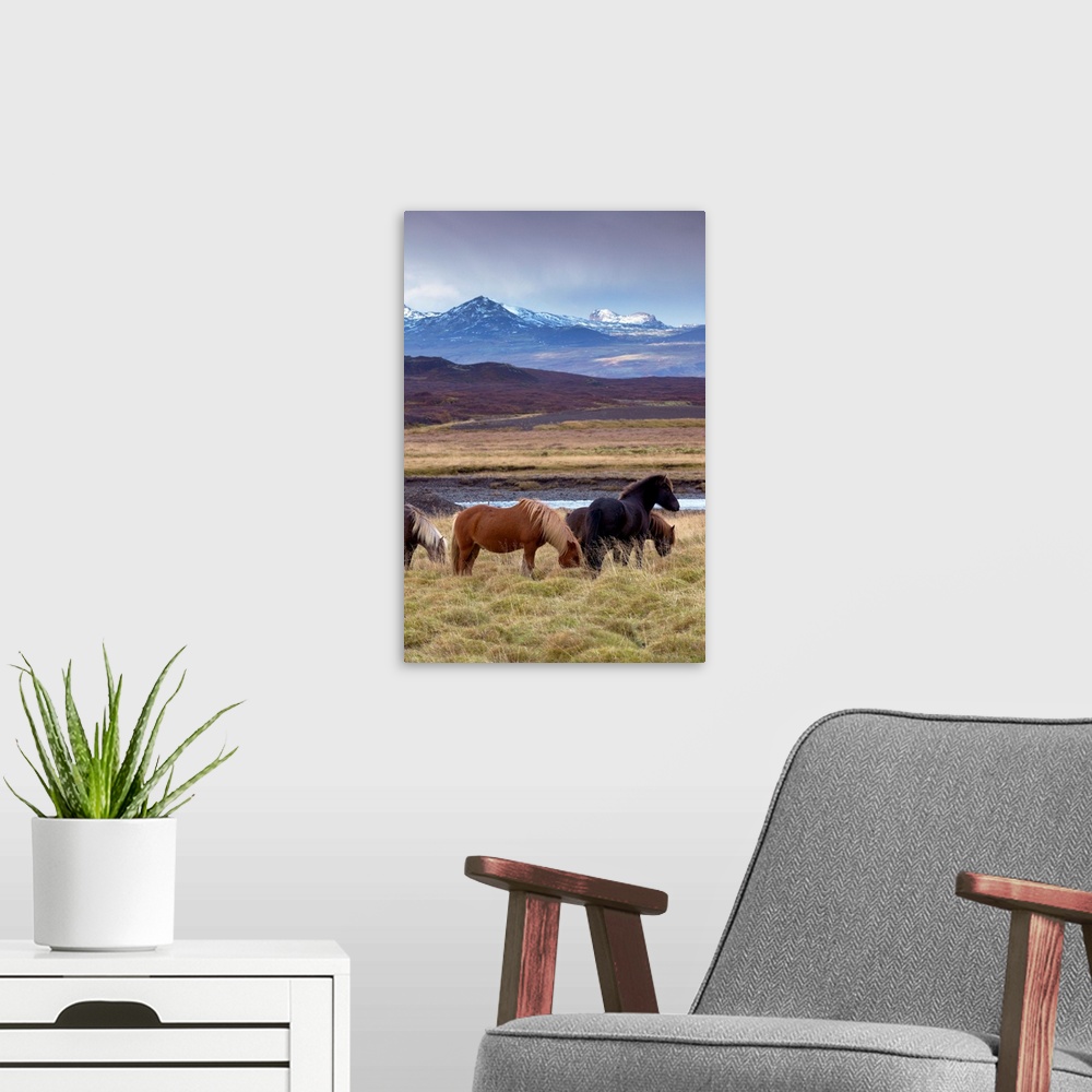A modern room featuring Icelandic horses, peaks of Ljosufjoll behind, Snaefellsnes Peninsula, Iceland