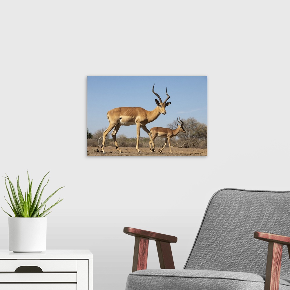 A modern room featuring Impala (Aepyceros melampus), Mashatu Game Reserve, Botswana, Africa