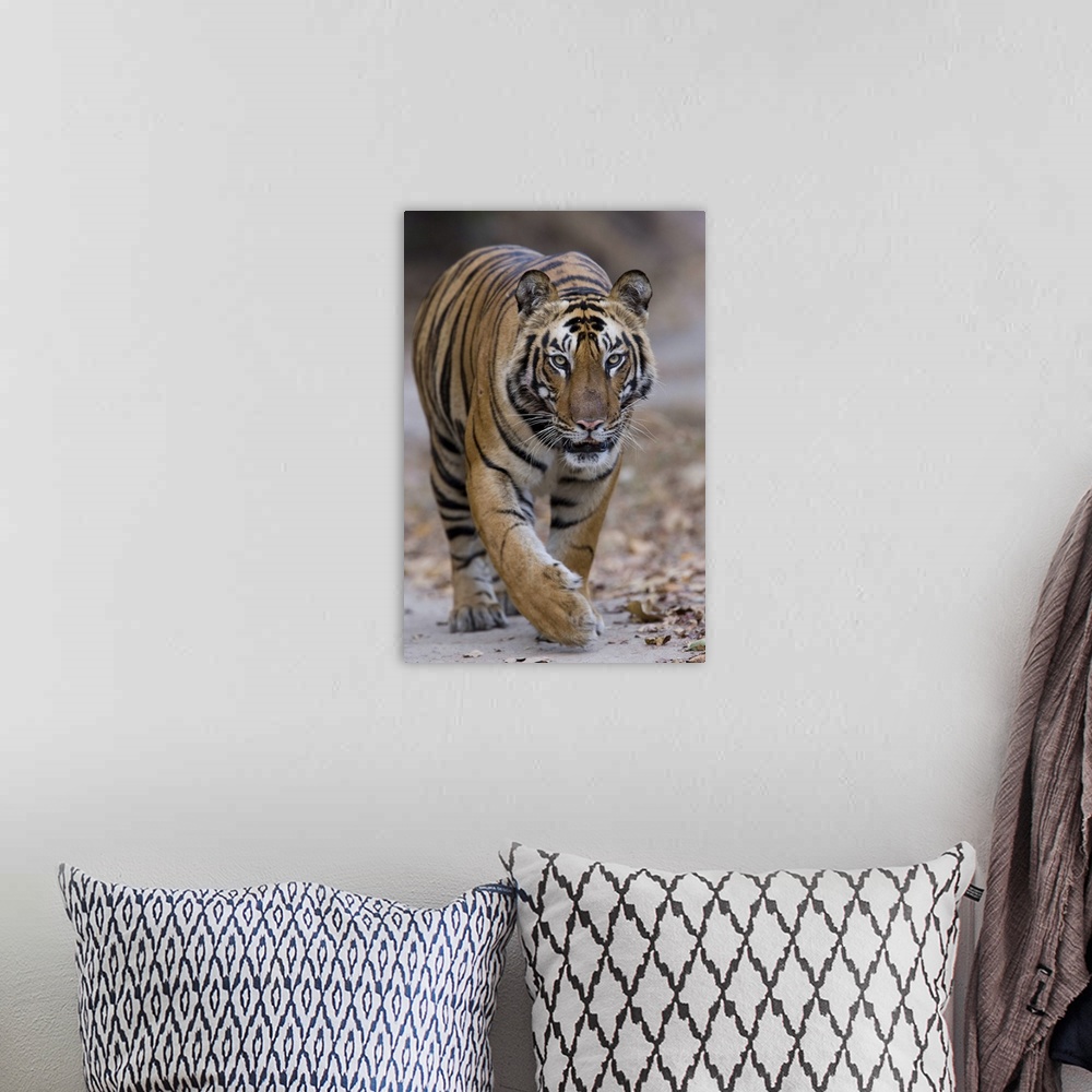 A bohemian room featuring Indian tiger, Bandhavgarh Tiger Reserve, Madhya Pradesh state, India