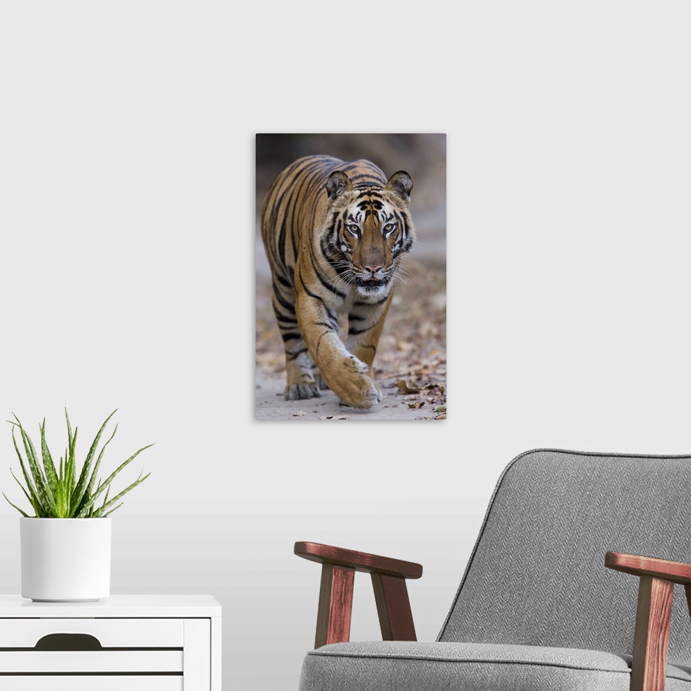 A modern room featuring Indian tiger, Bandhavgarh Tiger Reserve, Madhya Pradesh state, India