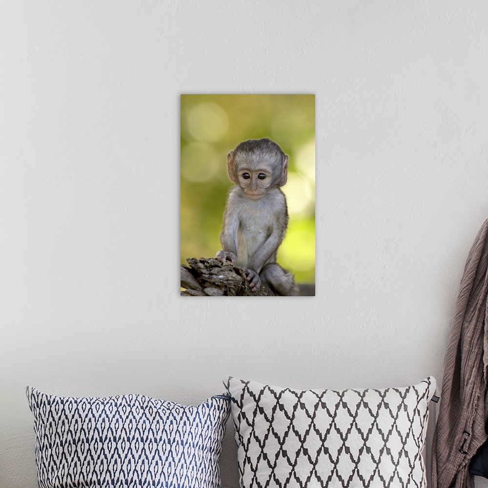 A bohemian room featuring Infant Vervet Monkey, Kruger National Park, South Africa, Africa