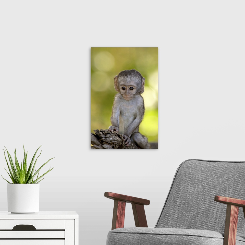 A modern room featuring Infant Vervet Monkey, Kruger National Park, South Africa, Africa