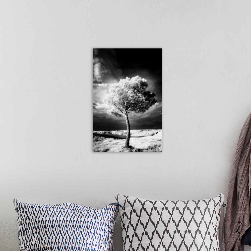 A bohemian room featuring Infra red image of a tree against dark evening sky, near Pienza, Tuscany, Italy