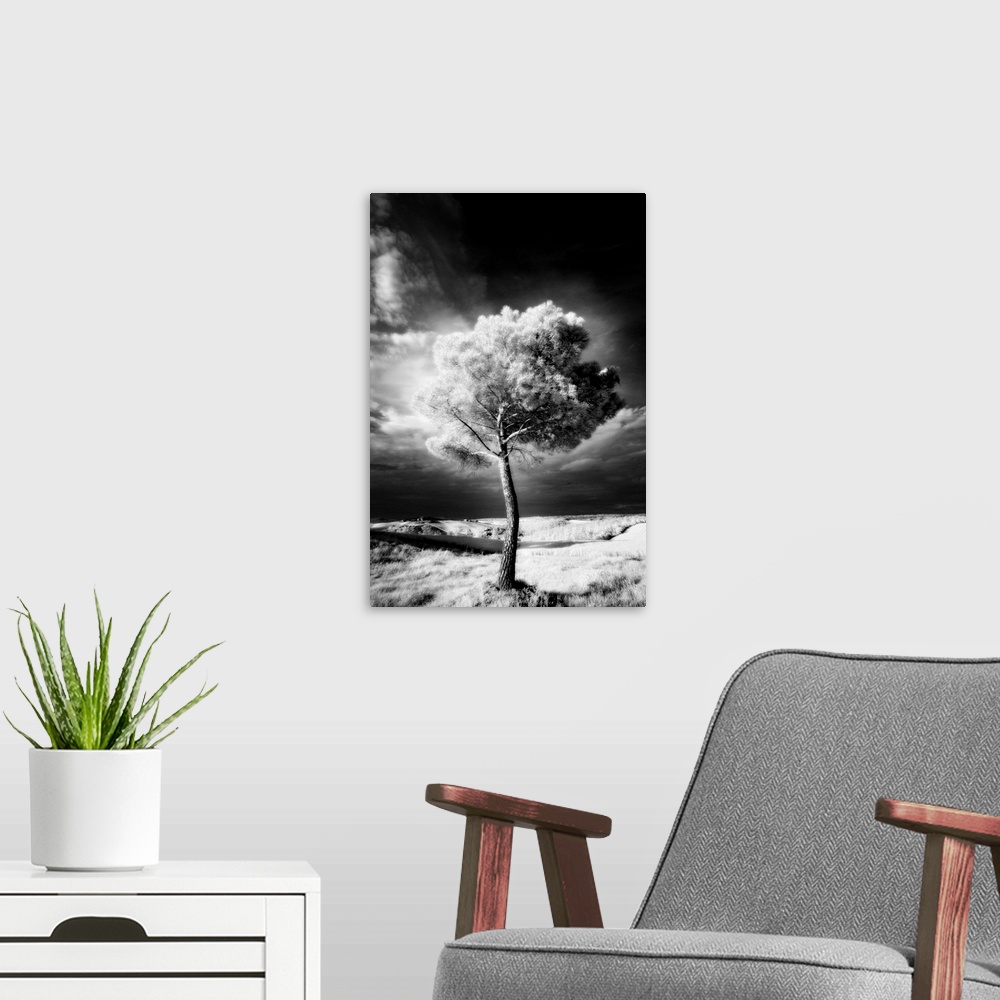 A modern room featuring Infra red image of a tree against dark evening sky, near Pienza, Tuscany, Italy