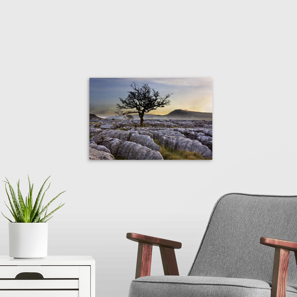 A modern room featuring Ingleborough and hawthorn tree at dawn from Twistleton Scars in the Yorkshire Dales, Yorkshire, E...
