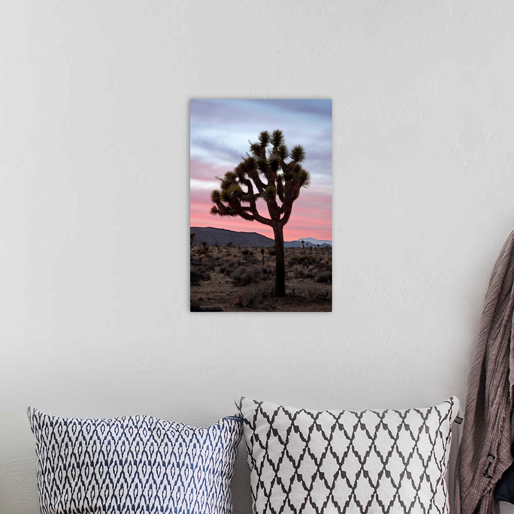 A bohemian room featuring Joshua tree at sunset, Joshua Tree National Park, California