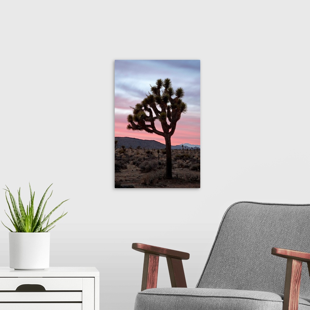 A modern room featuring Joshua tree at sunset, Joshua Tree National Park, California