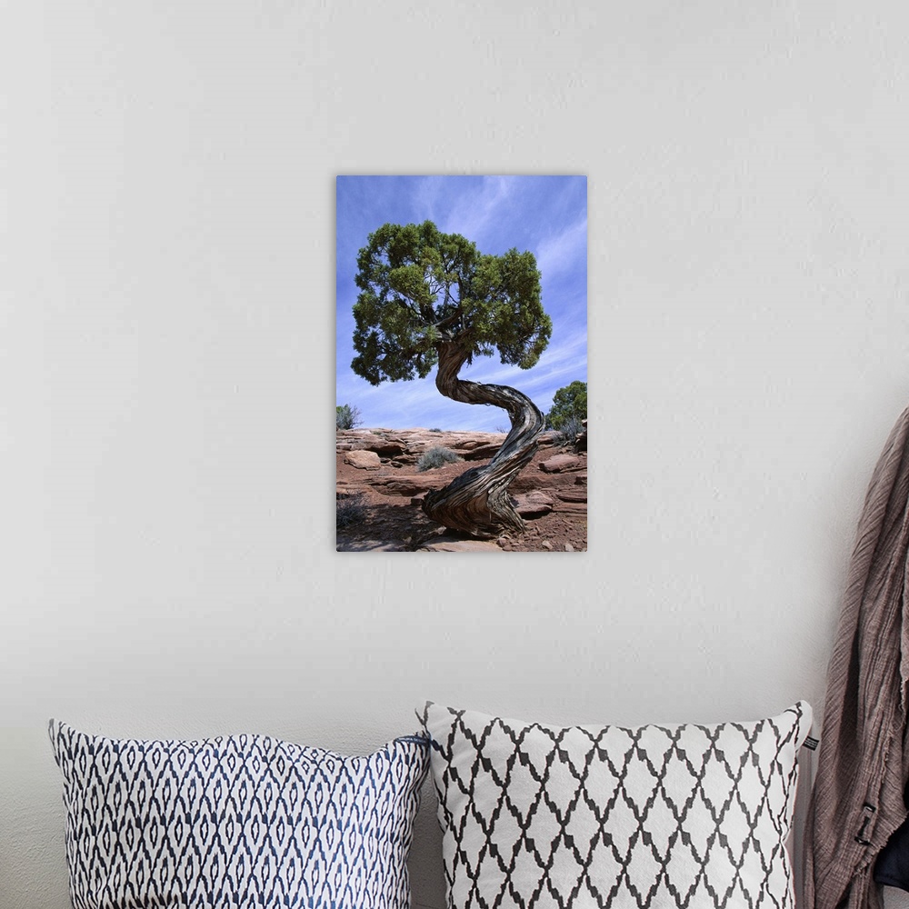 A bohemian room featuring Juniper tree with curved trunk, Canyonlands National Park, Utah