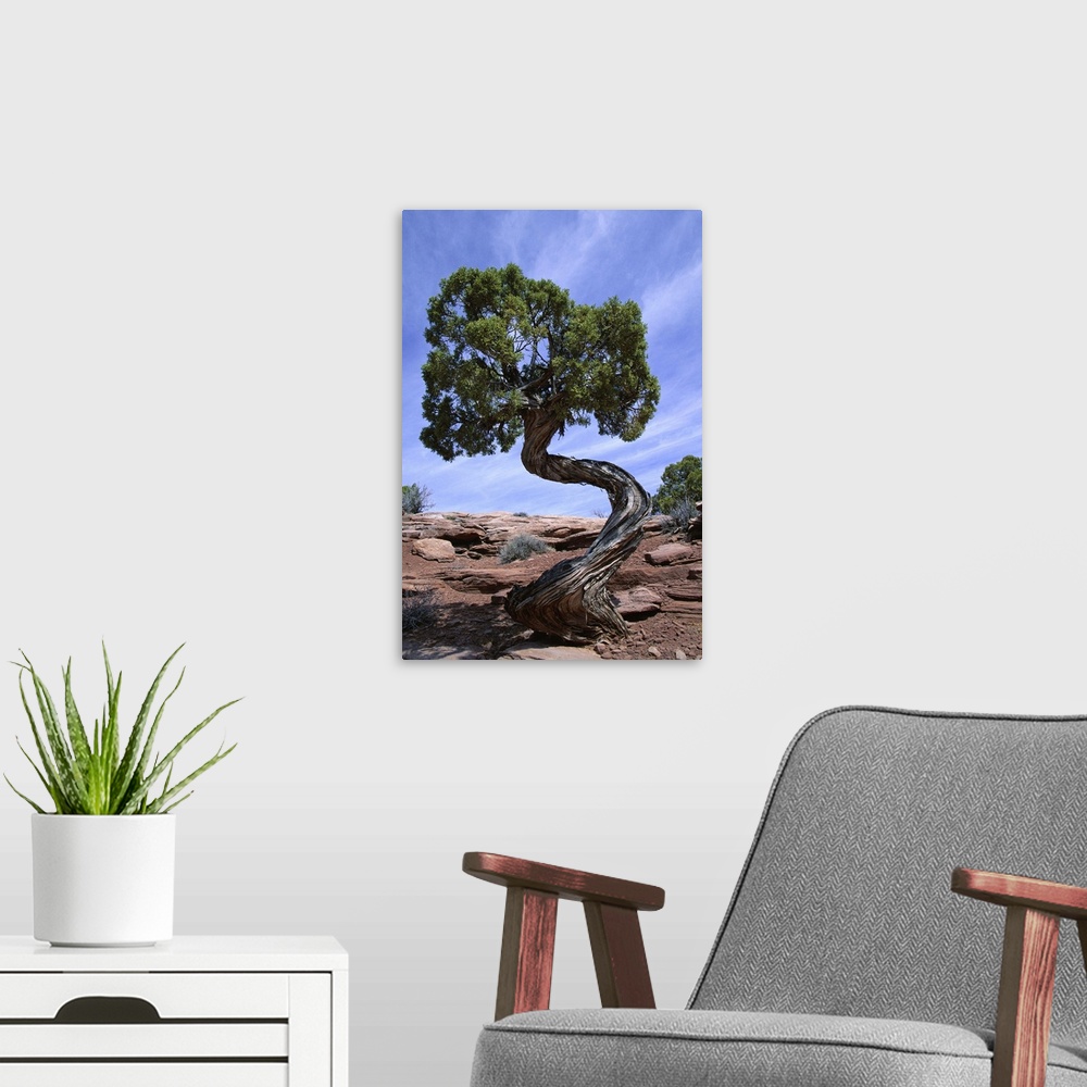 A modern room featuring Juniper tree with curved trunk, Canyonlands National Park, Utah