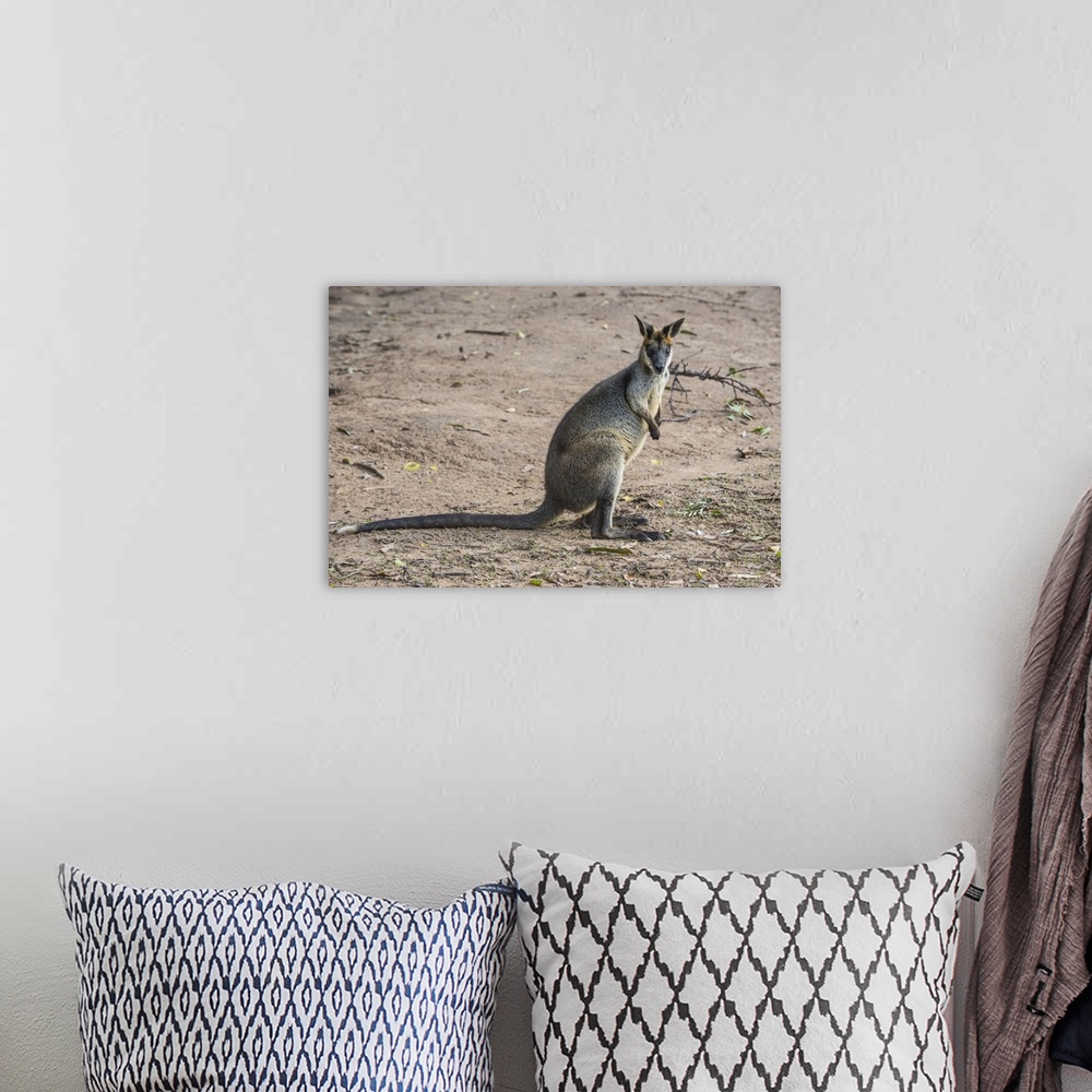 A bohemian room featuring Kangaroo, Lone Pine Sanctuary, Brisbane, Queensland, Australia
