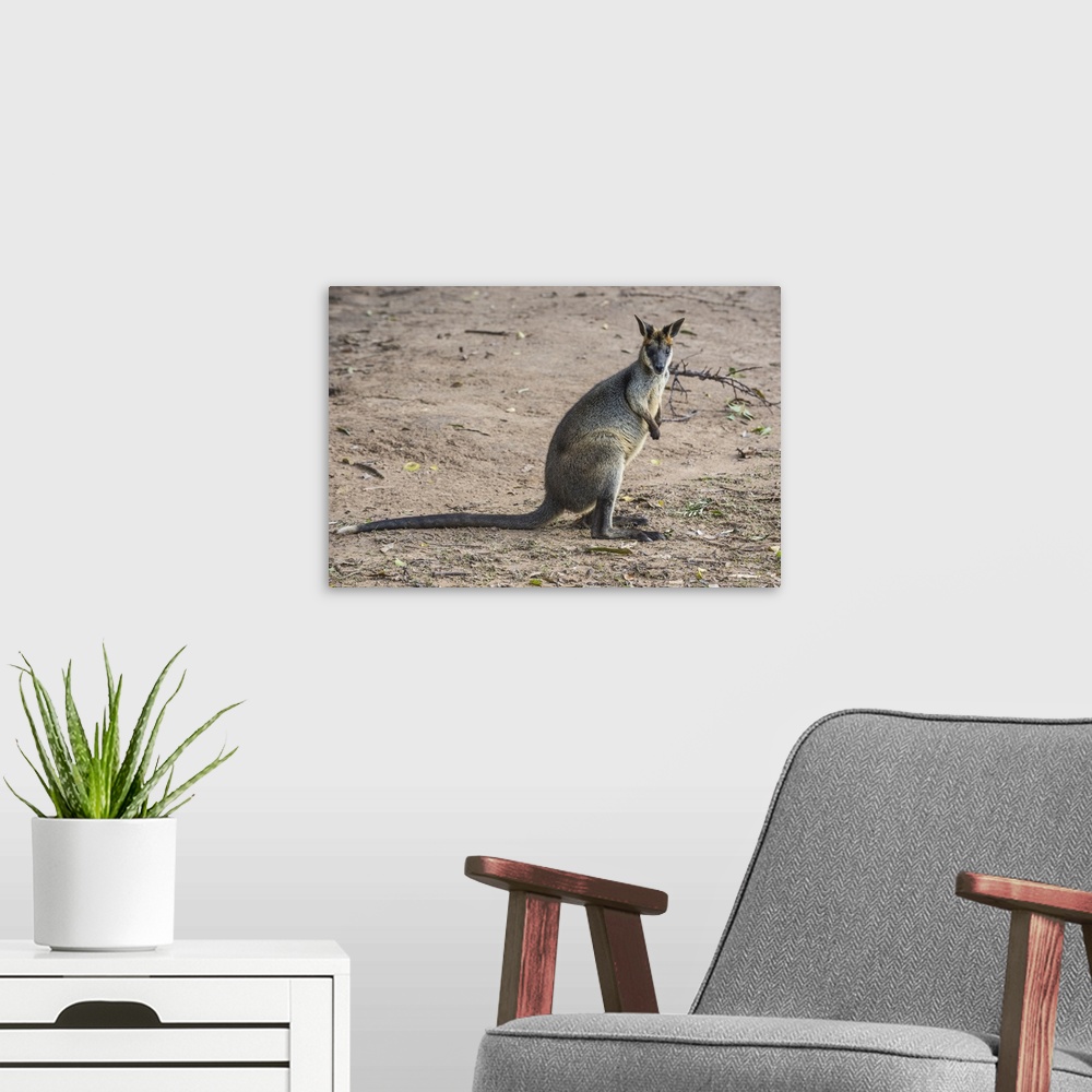 A modern room featuring Kangaroo, Lone Pine Sanctuary, Brisbane, Queensland, Australia