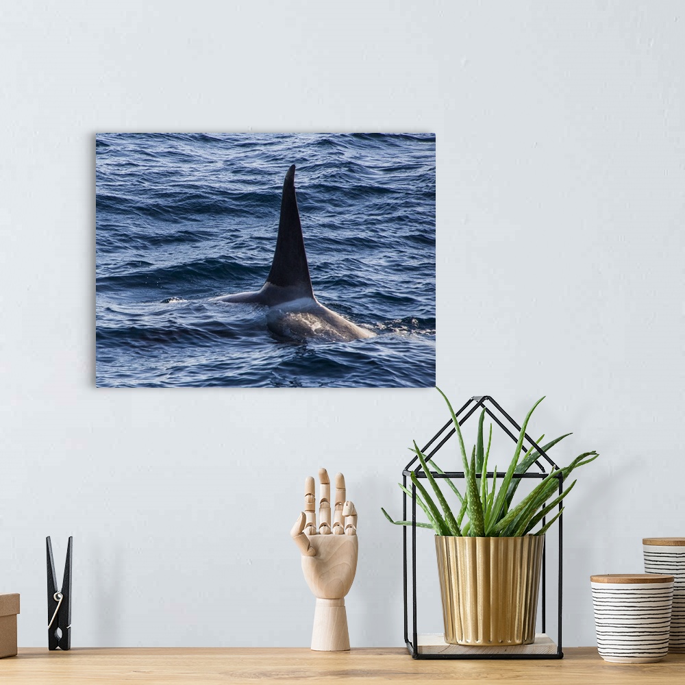 A bohemian room featuring Killer whale (orca) (Orcinus orca), Weddell, Sea, Antarctica, Polar Regions