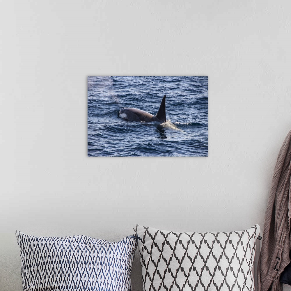 A bohemian room featuring Killer whale (orca) (Orcinus orca), Weddell, Sea, Antarctica, Polar Regions