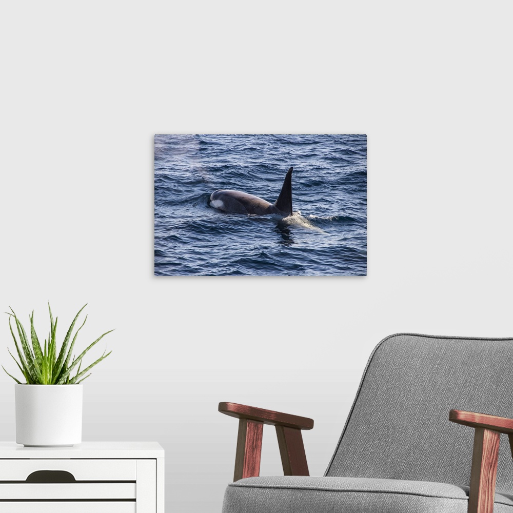 A modern room featuring Killer whale (orca) (Orcinus orca), Weddell, Sea, Antarctica, Polar Regions