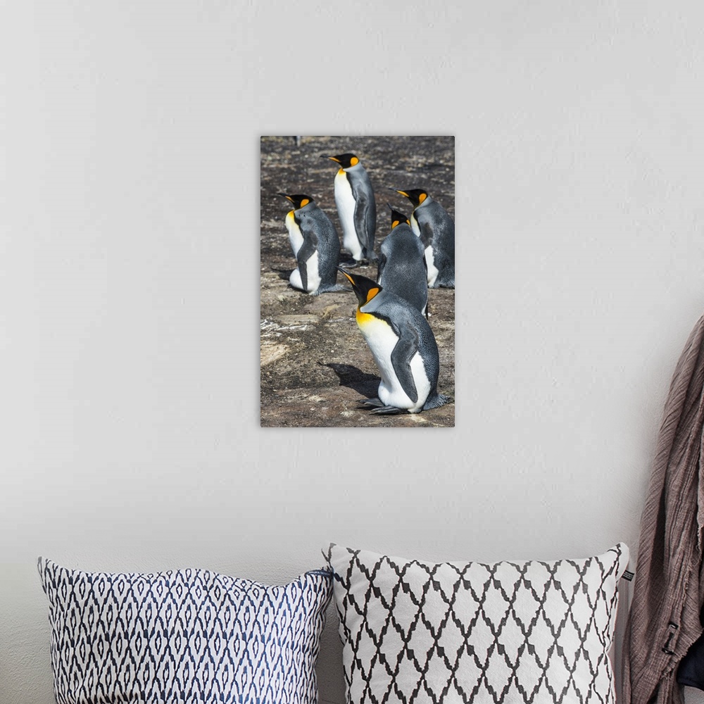 A bohemian room featuring King penguin colony (Aptenodytes patagonicus), Saunders Island, Falklands, South America