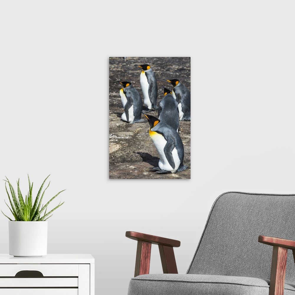 A modern room featuring King penguin colony (Aptenodytes patagonicus), Saunders Island, Falklands, South America