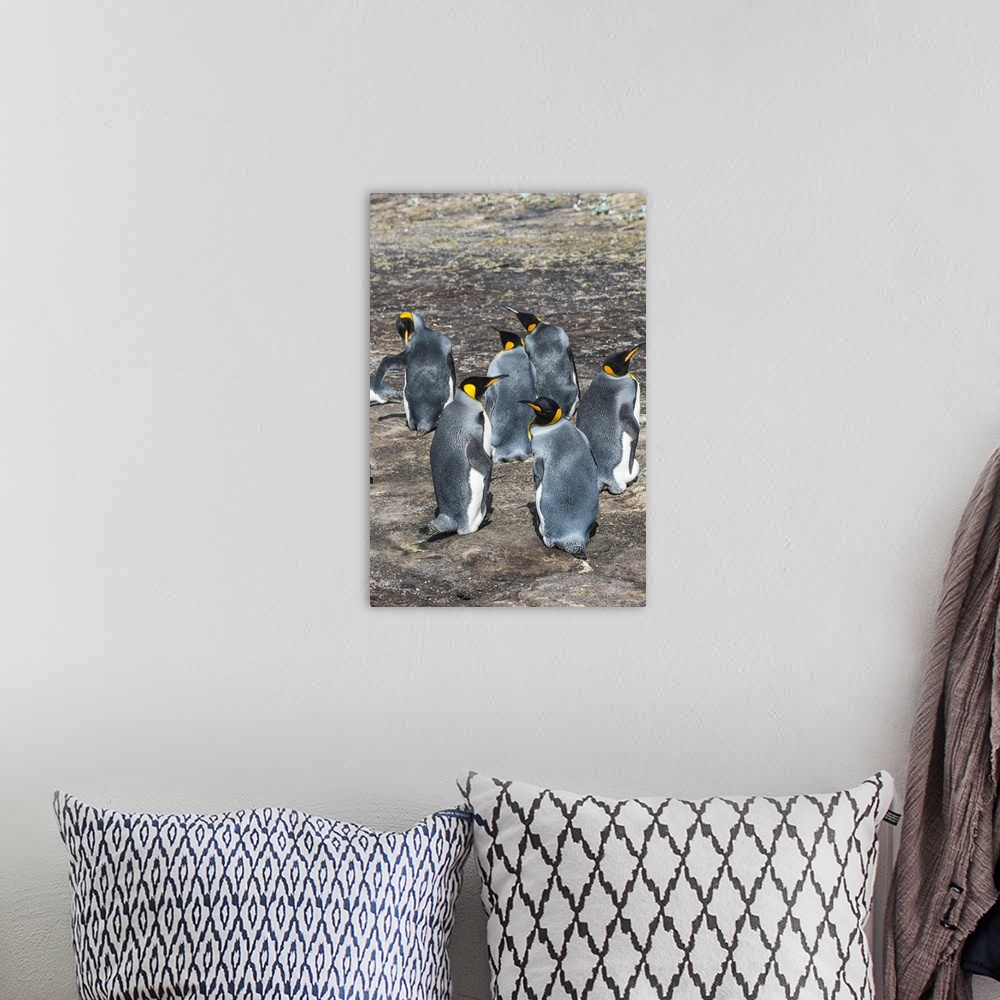 A bohemian room featuring King penguin colony (Aptenodytes patagonicus), Saunders Island, Falklands, South America