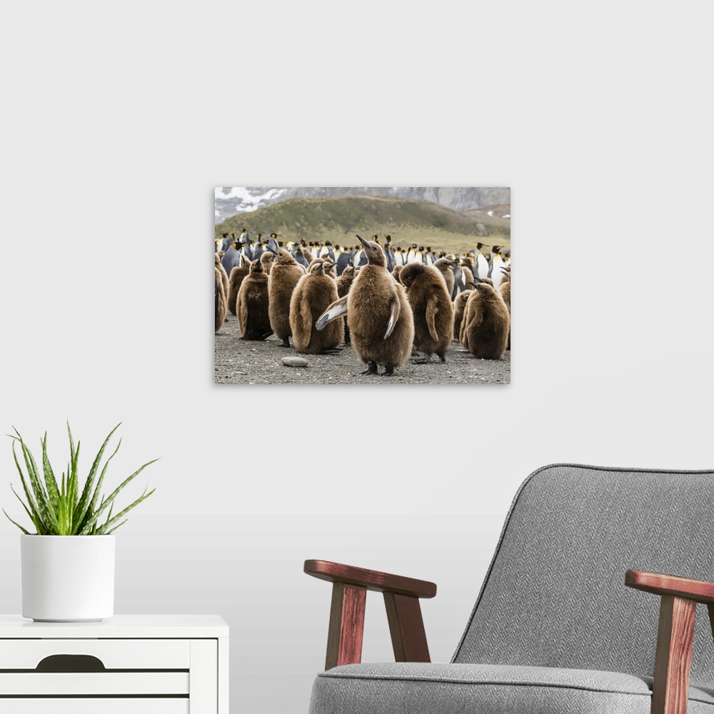 A modern room featuring King penguin oakum boy chicks (Aptenodytes patagonicus), molting their down at Gold Harbor, South...