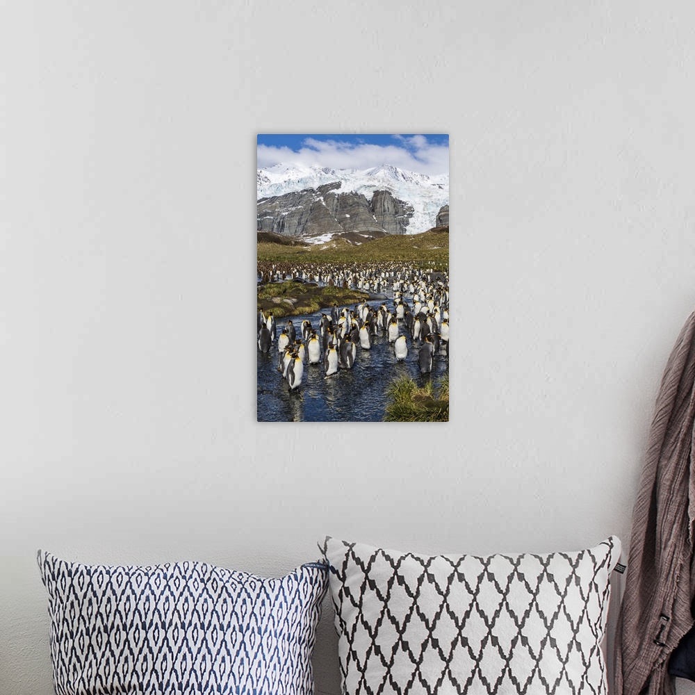 A bohemian room featuring King penguins, Peggoty Bluff, South Georgia Island, South Atlantic Ocean