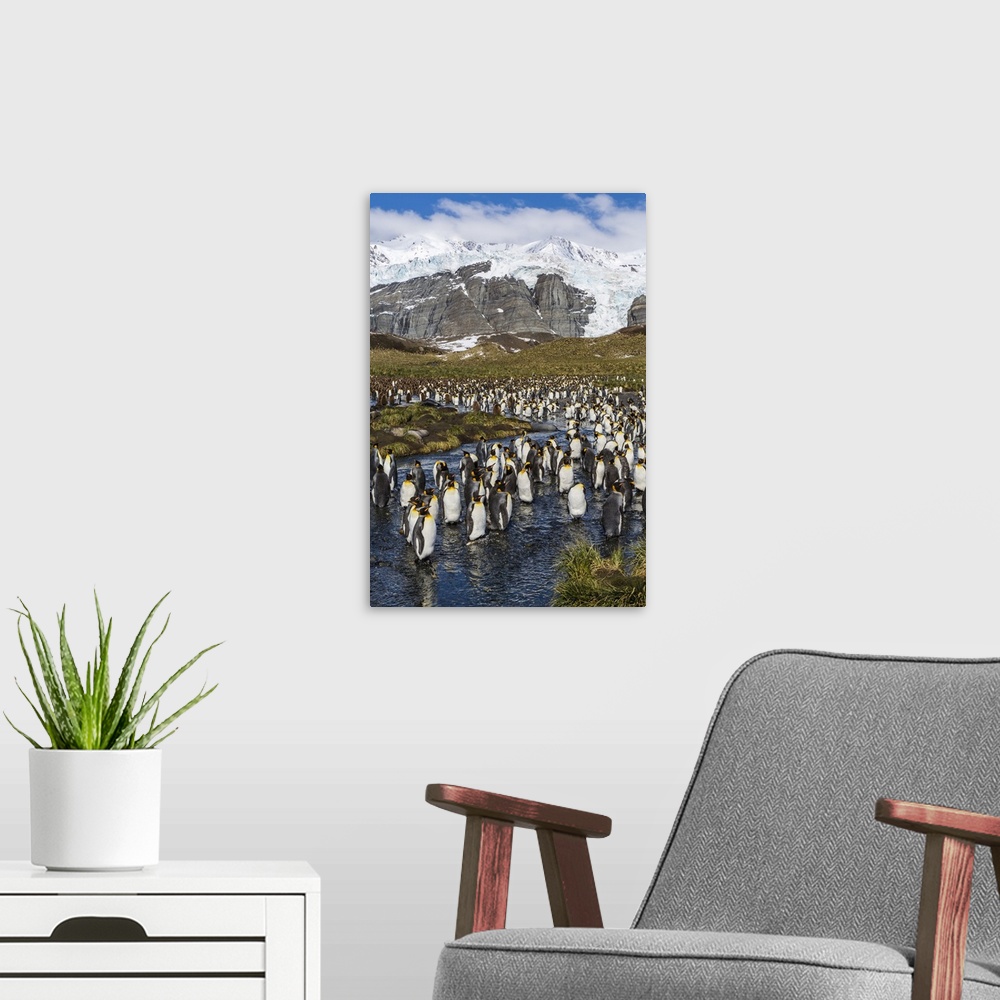 A modern room featuring King penguins, Peggoty Bluff, South Georgia Island, South Atlantic Ocean