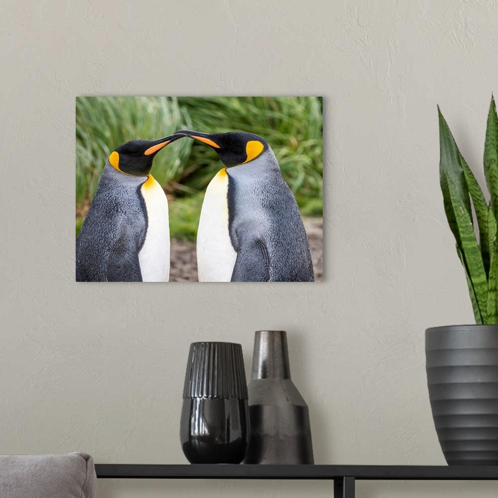 A modern room featuring King penguins (Aptenodytes patagonicus) preening themselves at Salisbury Plain, South Georgia, So...