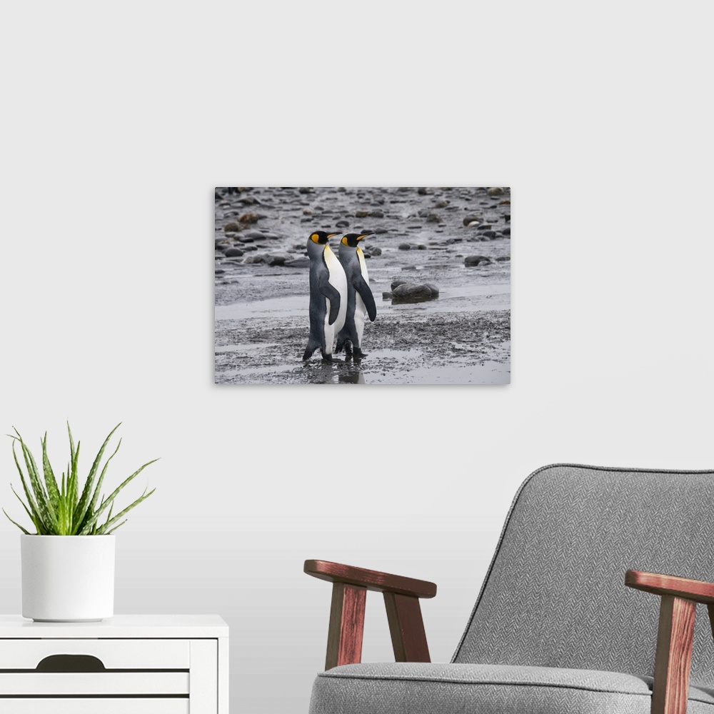 A modern room featuring King penguins, Salisbury Plain, South Georgia, South Atlantic