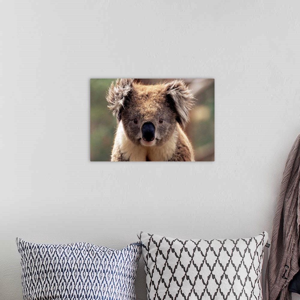 A bohemian room featuring Koala bear, Phillip Island, Victoria, Australia, Pacific