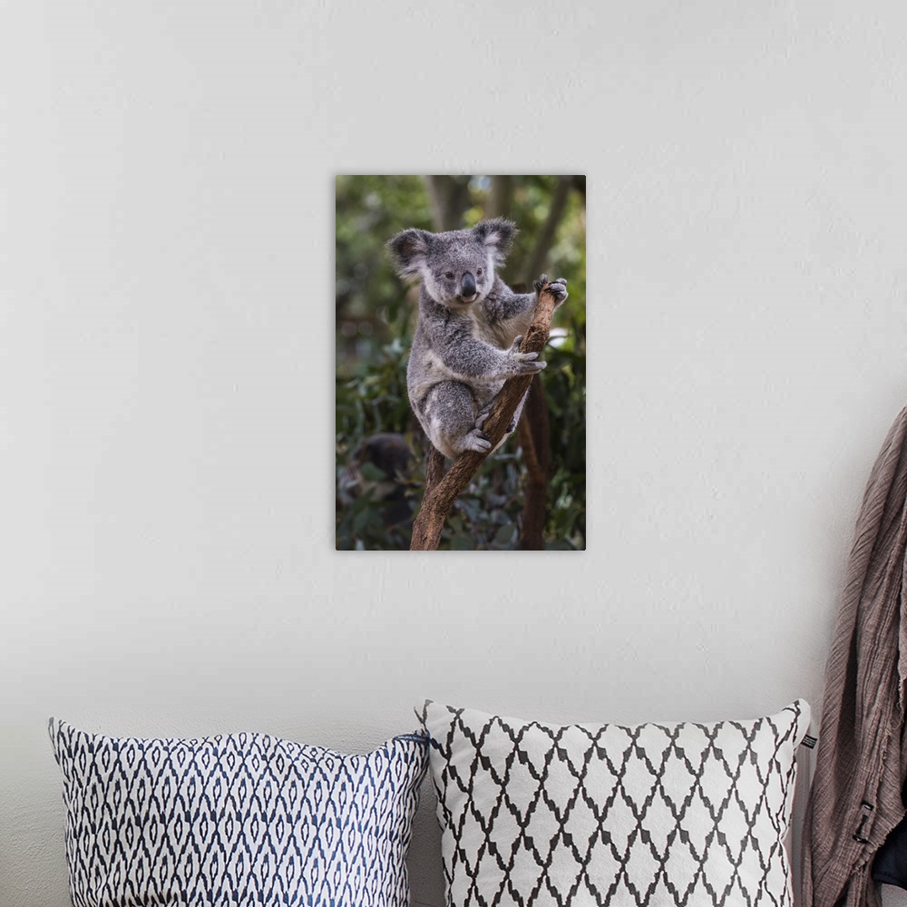 A bohemian room featuring Koala, Lone Pine Sanctuary, Brisbane, Queensland, Australia