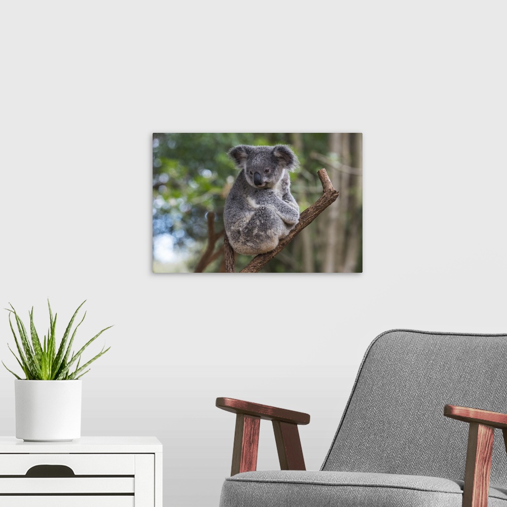 A modern room featuring Koala, Lone Pine Sanctuary, Brisbane, Queensland, Australia