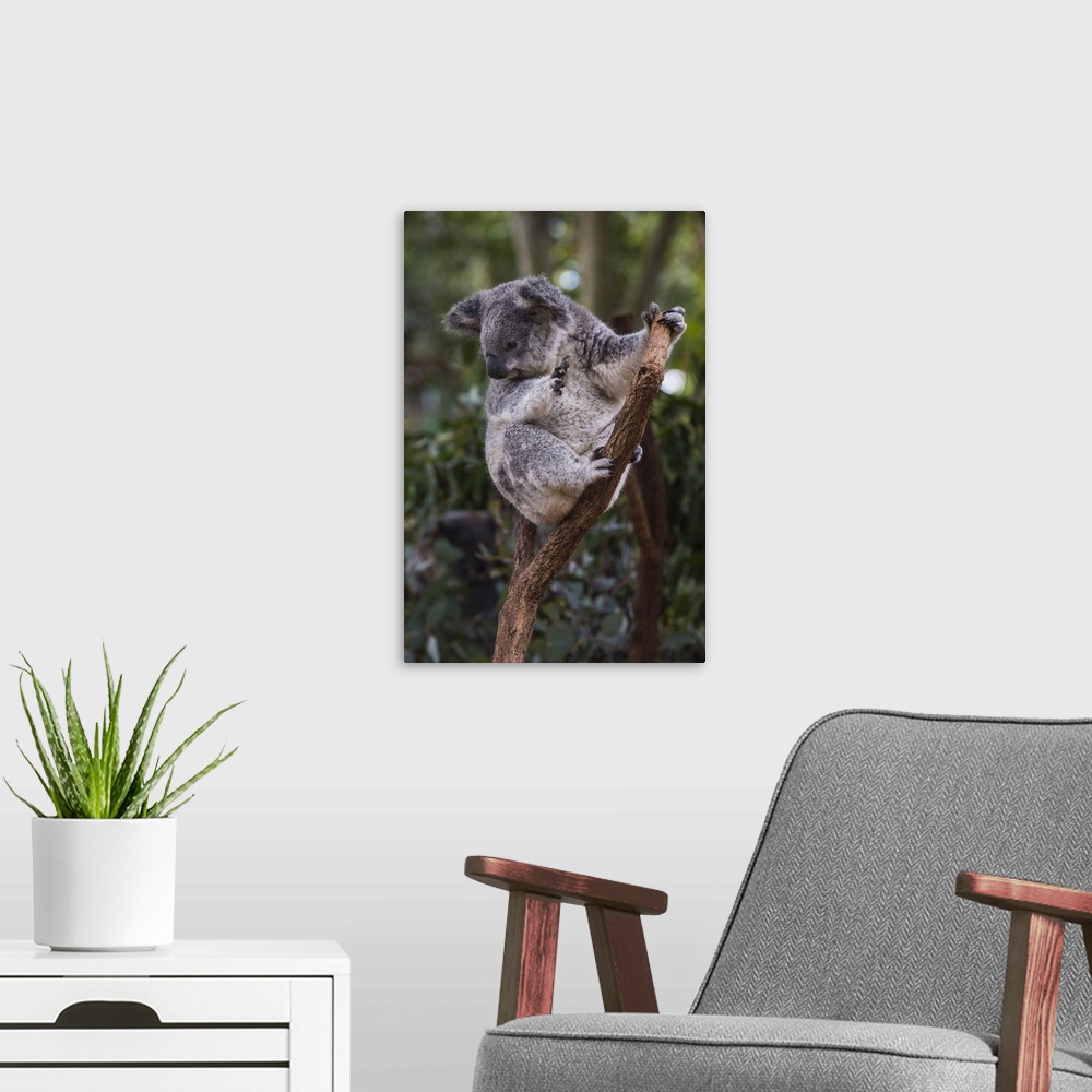 A modern room featuring Koala, Lone Pine Sanctuary, Brisbane, Queensland, Australia