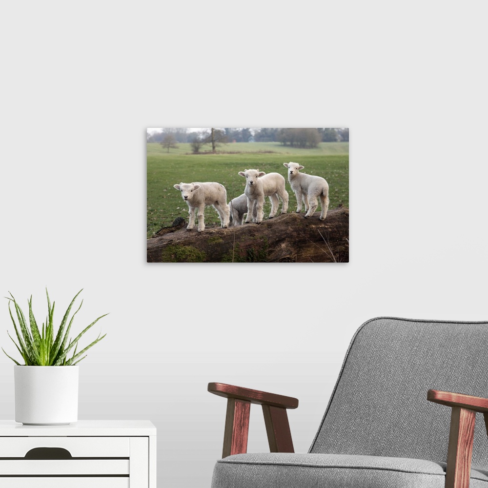 A modern room featuring Lambs playing on a log in Stourhead parkland, South Somerset, Somerset, England