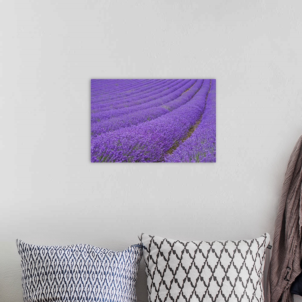 A bohemian room featuring Lavender field near Chichester, West Sussex, England, UK