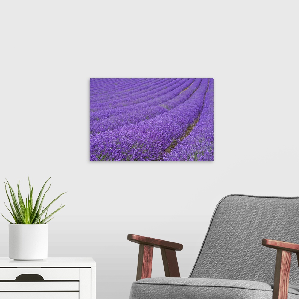 A modern room featuring Lavender field near Chichester, West Sussex, England, UK