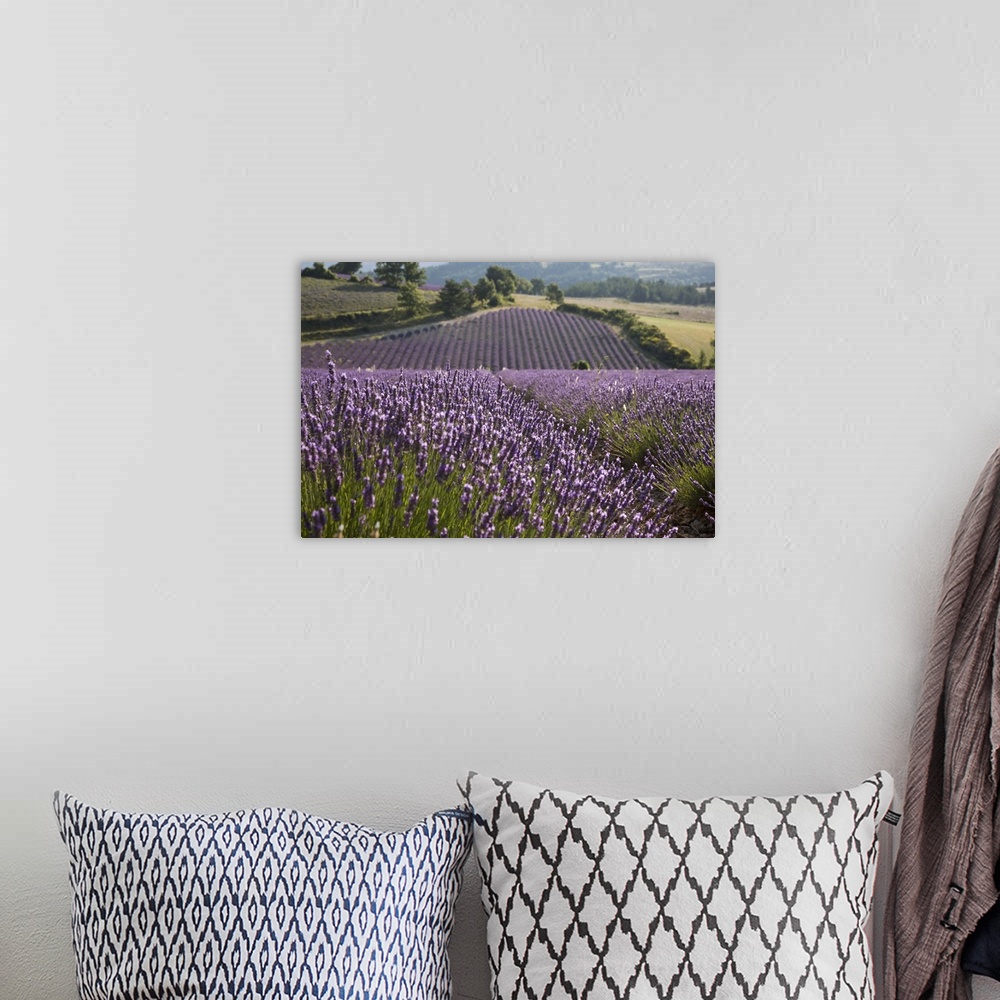 A bohemian room featuring Lavender fields, Sault en Provence, Vaucluse, Provence, France, Europe