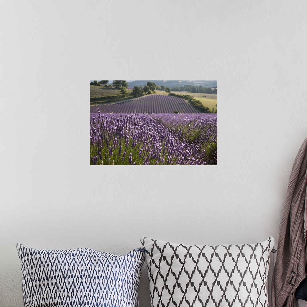 A bohemian room featuring Lavender fields, Sault en Provence, Vaucluse, Provence, France, Europe