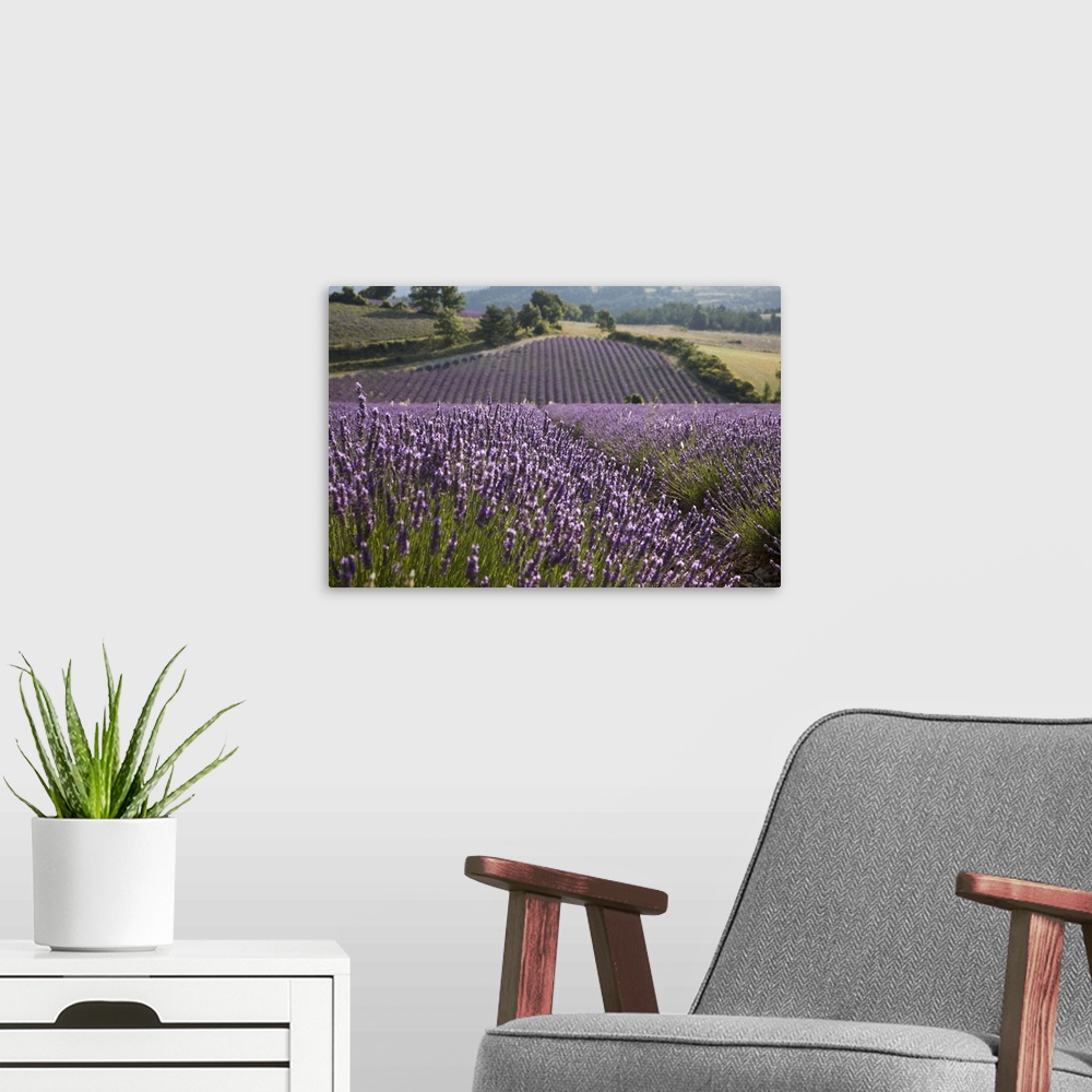 A modern room featuring Lavender fields, Sault en Provence, Vaucluse, Provence, France, Europe