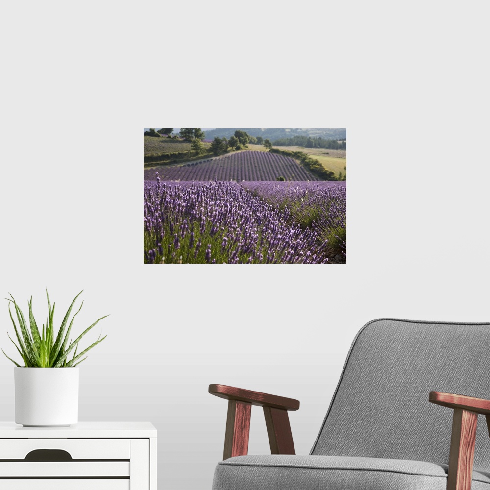 A modern room featuring Lavender fields, Sault en Provence, Vaucluse, Provence, France, Europe