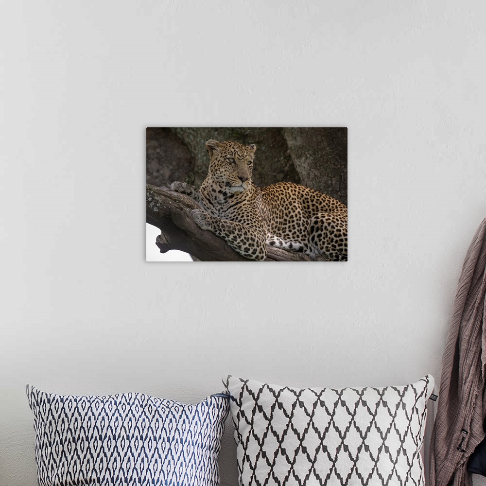 A bohemian room featuring Leopard (Panthera pardus), Seronera, Serengeti National Park, Tanzania, East Africa, Africa