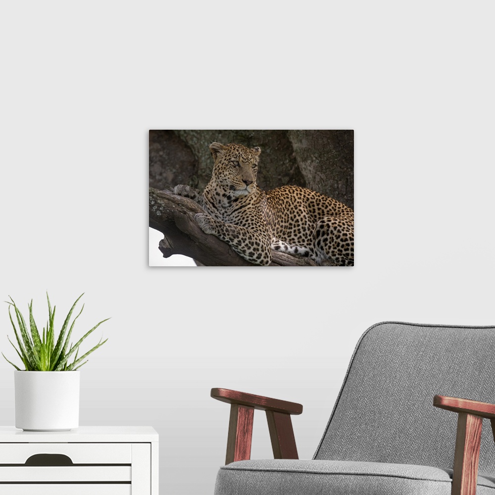 A modern room featuring Leopard (Panthera pardus), Seronera, Serengeti National Park, Tanzania, East Africa, Africa