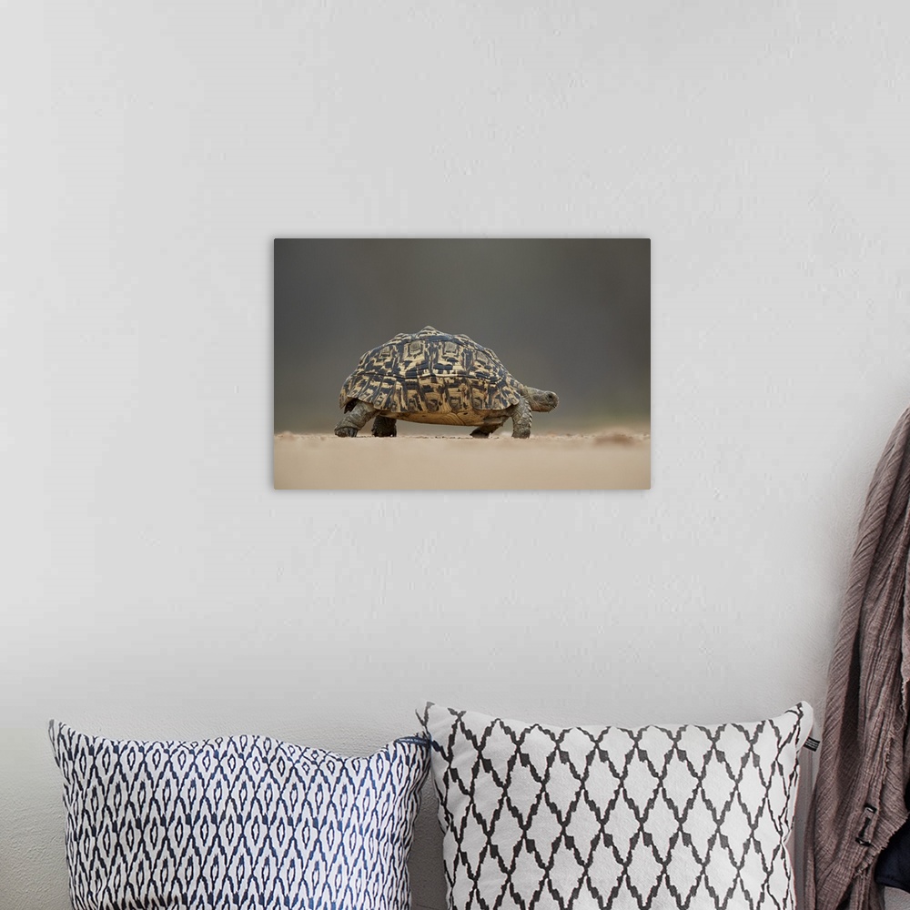 A bohemian room featuring Leopard tortoise, Kruger National Park