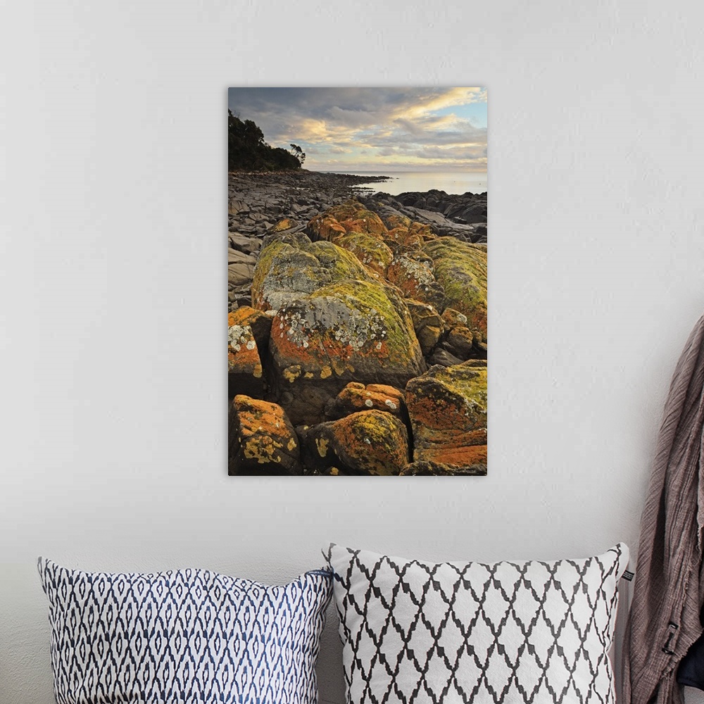 A bohemian room featuring Lichen covered rocks, Shore at Greens Beach, Tasmania, Australia, Pacific