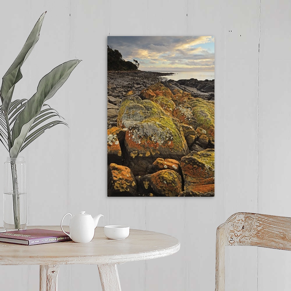 A farmhouse room featuring Lichen covered rocks, Shore at Greens Beach, Tasmania, Australia, Pacific