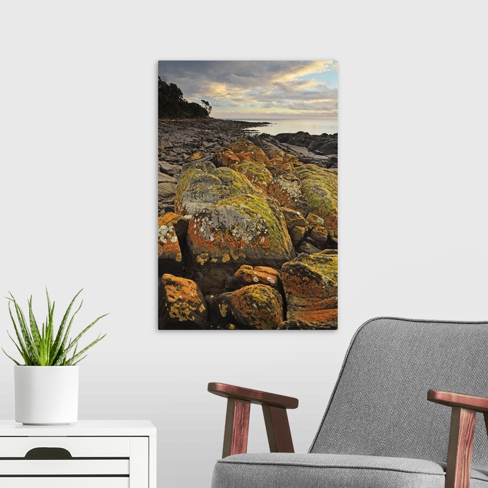 A modern room featuring Lichen covered rocks, Shore at Greens Beach, Tasmania, Australia, Pacific