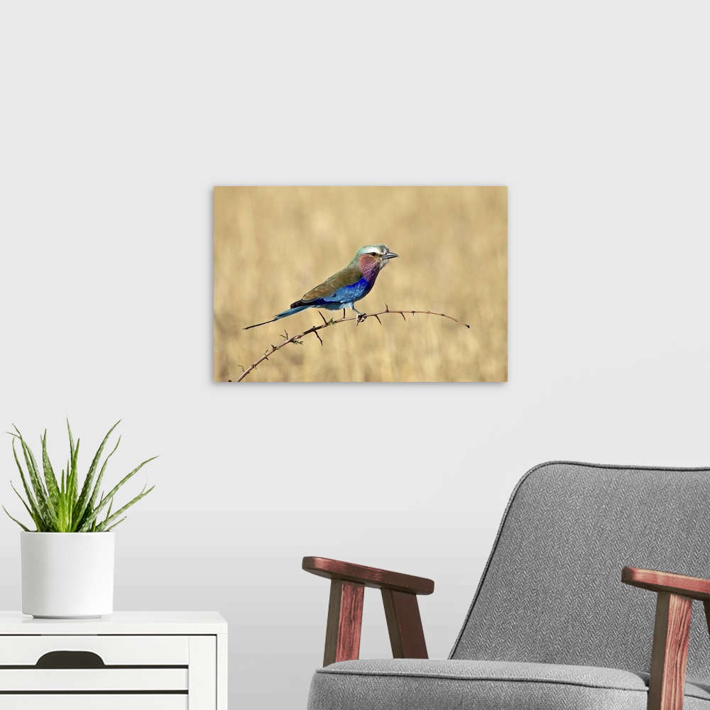 A modern room featuring Lilac-breasted roller, Masai Mara National Reserve, Kenya
