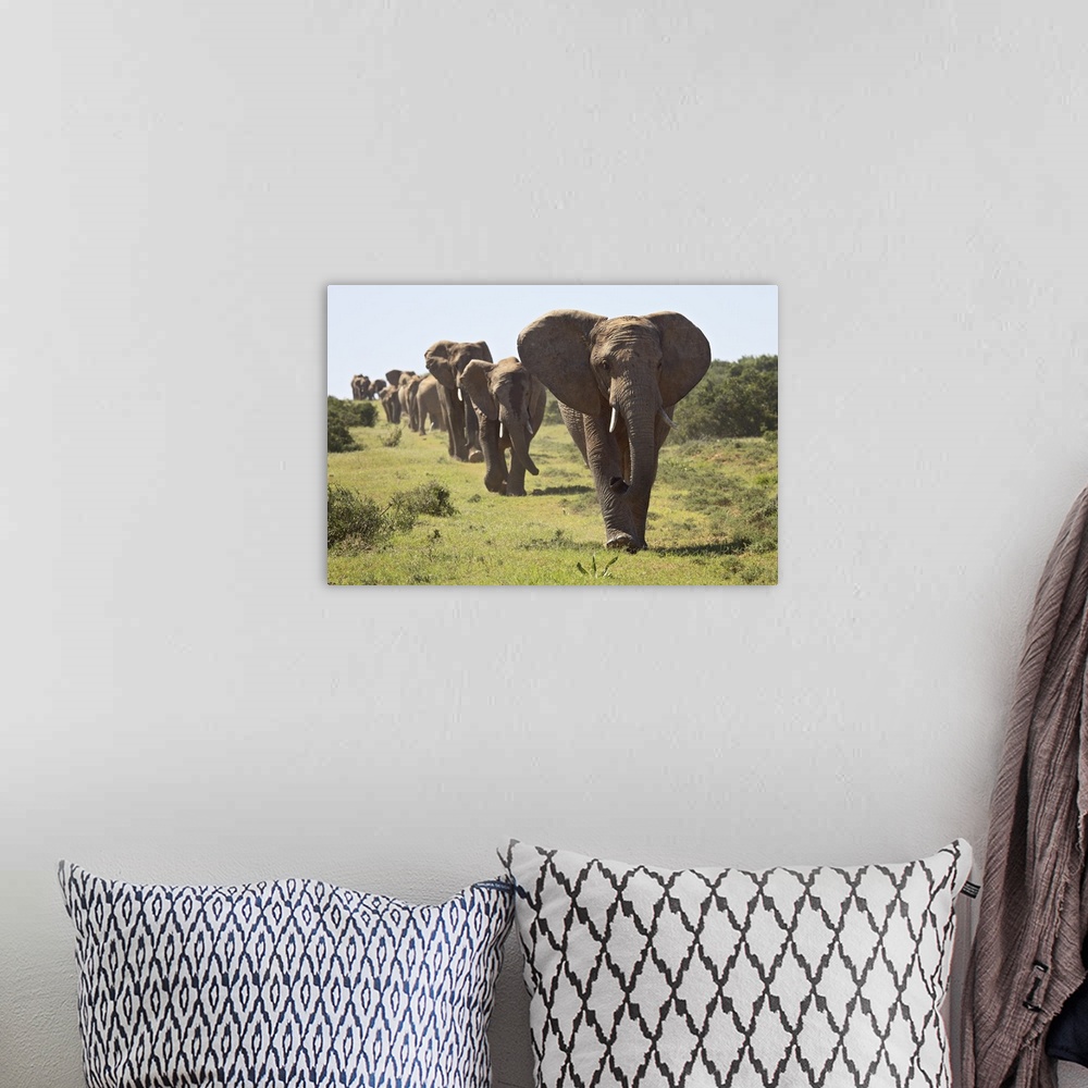 A bohemian room featuring Line of African elephant, Addo Elephant National Park, South Africa