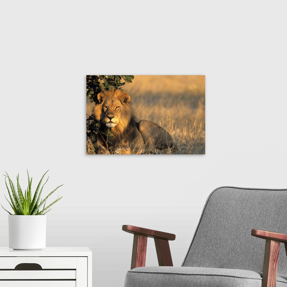 A modern room featuring Lion, Chobe National Park, Savuti, Botswana, Africa