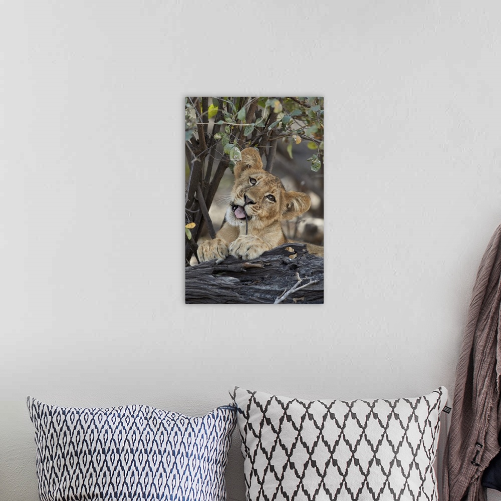 A bohemian room featuring Lion cub playing with a branch, Selous Game Reserve, Tanzania